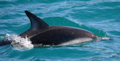 Dusky Dolphin Kaikoura New Zealand OZ9W8171