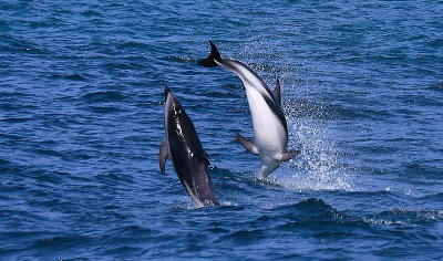 Dusky Dolphins Kaikoura New Zealand OZ9W8189