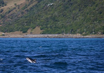 Dusky Dolphin Kaikoura New Zealand OZ9W8190