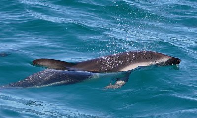 Dusky Dolphin Kaikoura New Zealand OZ9W8197