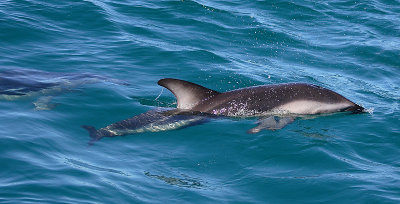 Dusky Dolphin Kaikoura New Zealand OZ9W8198