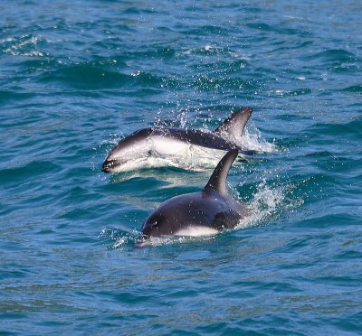 Dusky Dolphins Kaikoura New Zealand OZ9W8212