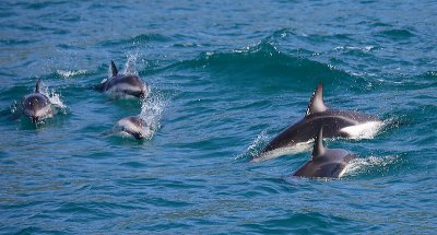 Dusky Dolphins Kaikoura New Zealand OZ9W8214
