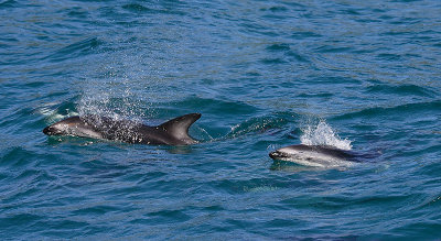 Dusky Dolphins Kaikoura New Zealand OZ9W8217