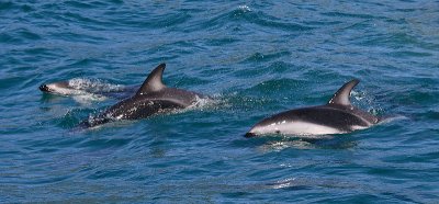 Dusky Dolphins Kaikoura New Zealand OZ9W8220