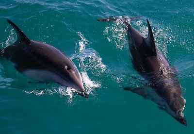 Dusky Dolphins Kaikoura New Zealand OZ9W8237