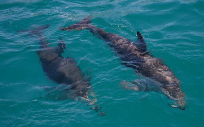 Dusky Dolphins Kaikoura New Zealand OZ9W8239