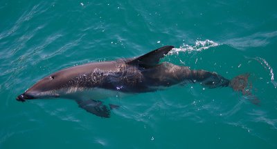 Dusky Dolphin Kaikoura New Zealand OZ9W8244