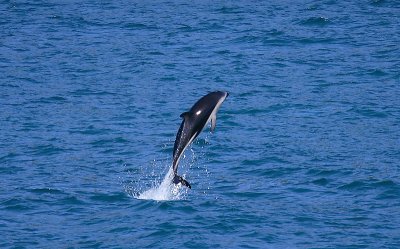 Dusky Dolphin Kaikoura New Zealand OZ9W8247