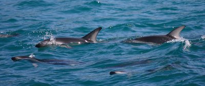 Dusky Dolphins Kaikoura New Zealand OZ9W8264