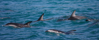Dusky Dolphins Kaikoura New Zealand OZ9W8267