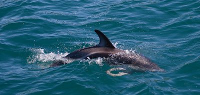 Dusky Dolphin Kaikoura New Zealand OZ9W8285