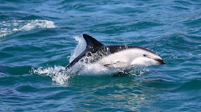Dusky Dolphin Kaikoura New Zealand OZ9W8290