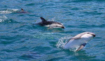Dusky Dolphins Kaikoura New Zealand OZ9W8293