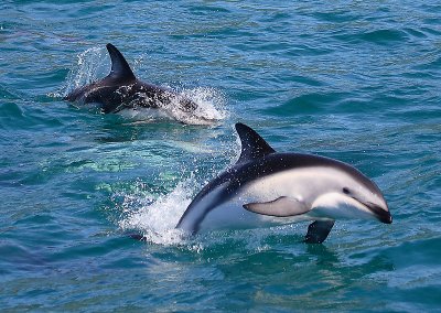 Dusky Dolphins Kaikoura New Zealand OZ9W8294