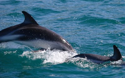 Dusky Dolphins Kaikoura New Zealand OZ9W8306