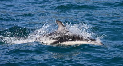 Dusky Dolphin Kaikoura New Zealand OZ9W8308