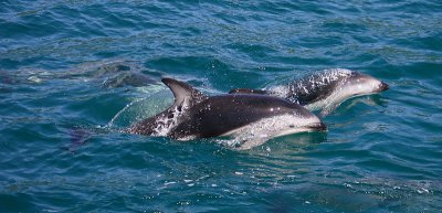 Dusky Dolphins Kaikoura New Zealand OZ9W8311