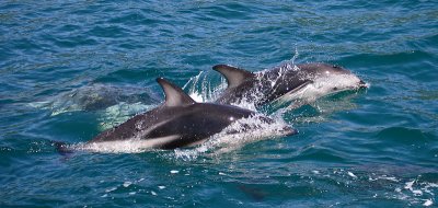 Dusky Dolphins Kaikoura New Zealand OZ9W8312