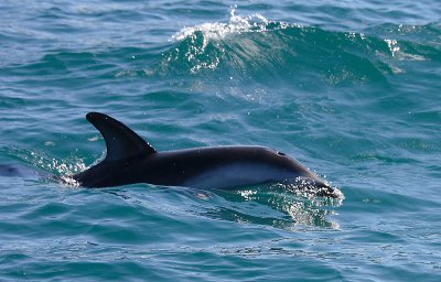 Dusky Dolphin Kaikoura New Zealand OZ9W8323