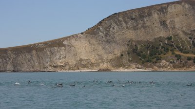 Dusky Dolphins Kaikoura New Zealand OZ9W9511