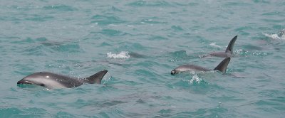 Dusky Dolphins Kaikoura New Zealand OZ9W9520