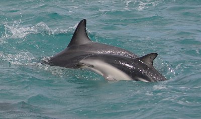 Dusky Dolphins Kaikoura New Zealand OZ9W9526