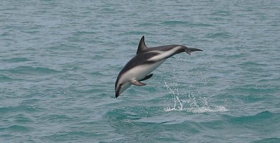 Dusky Dolphin Kaikoura New Zealand OZ9W9531