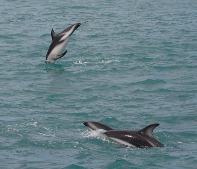 Dusky Dolphins Kaikoura New Zealand OZ9W9532