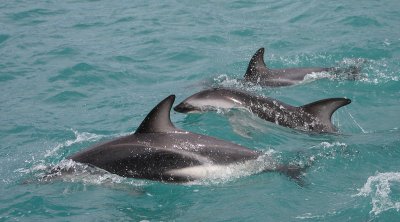 Dusky Dolphins Kaikoura New Zealand OZ9W9535