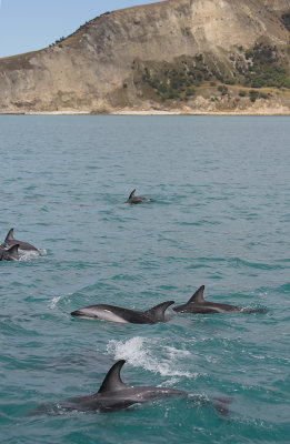 Dusky Dolphins Kaikoura New Zealand OZ9W9544