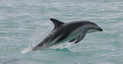 Dusky Dolphin Kaikoura New Zealand OZ9W9550