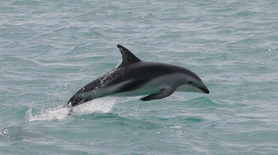Dusky Dolphin Kaikoura New Zealand OZ9W9551