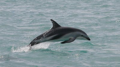 Dusky Dolphin Kaikoura New Zealand OZ9W9551