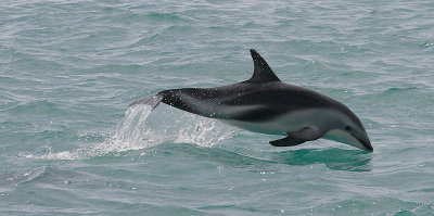 Dusky Dolphin Kaikoura New Zealand OZ9W9552