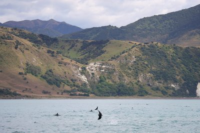 Dusky Dolphins Kaikoura New Zealand OZ9W9582