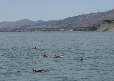 Dusky Dolphins Kaikoura New Zealand OZ9W9599