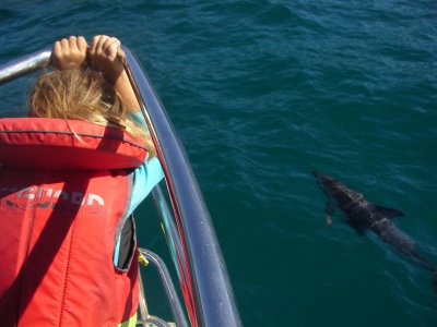 Dusky Dolphin watching Kaikoura New Zealand P1050505