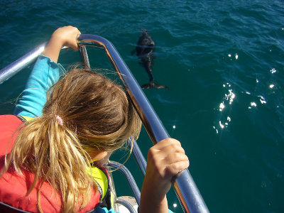 Dusky Dolphin watching Kaikoura New Zealand P1050512