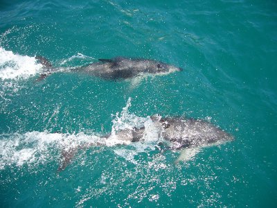 Dusky Dolphins Kaikoura New Zealand P1050516