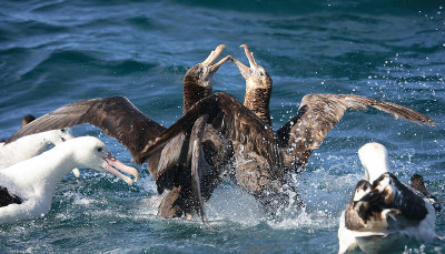 Giant Petrels