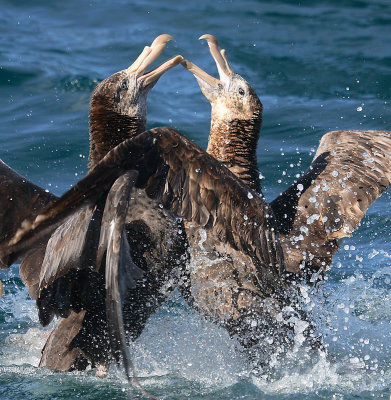 Northern Giant Petrels fighting on water OZ9W0338a