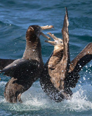 Northern Giant Petrels fighting on water OZ9W0339