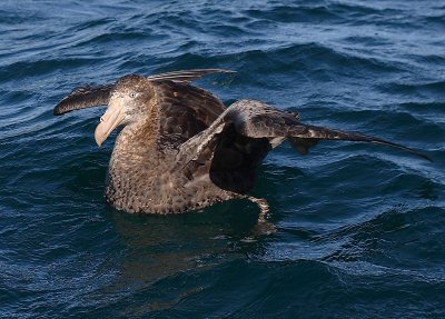 Northern Giant Petrel on water OZ9W9981