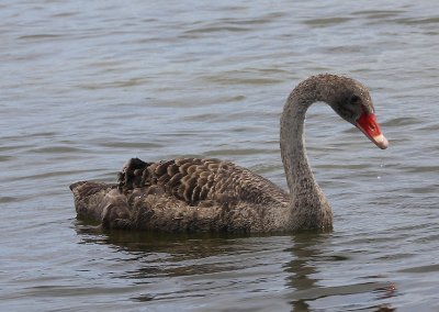 Swans