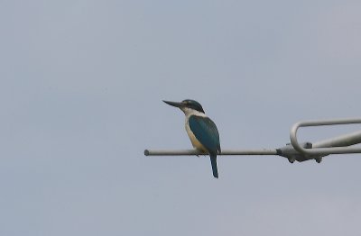 Sacred Kingfisher NZ OZ9W5770