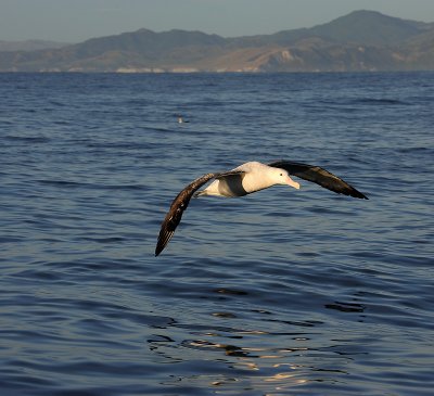 Wandering (Snowy) Albatross subadult landing OZ9W8728