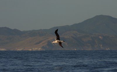 Wandering (Snowy) Albatross immature in flight OZ9W8735