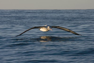 Wandering (Snowy) Albatross immature in flight OZ9W8740