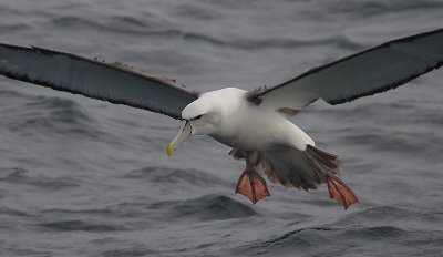 New Zealand White-capped Albatross in flight OZ9W1686